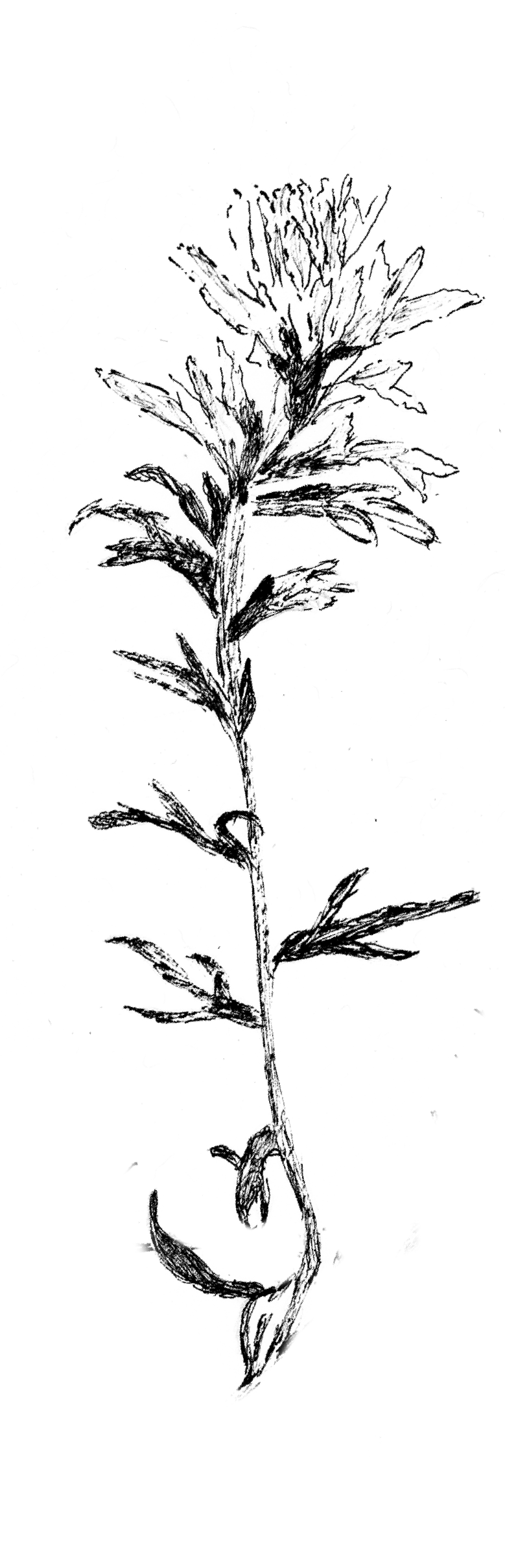 The Western Hotel flower illustration